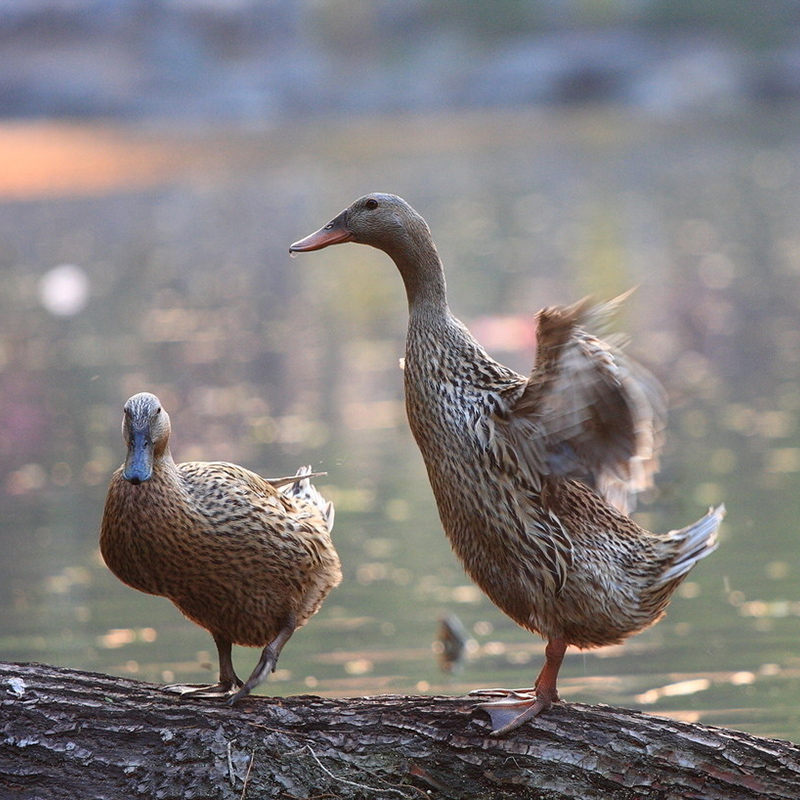 货品编号: 2103927 名称: 许家洞生态老鸭(1100.