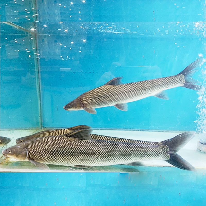 货品编号: 2155458 名称: 东江湖银鳕鱼 产地: 东江湖 重量: 800g